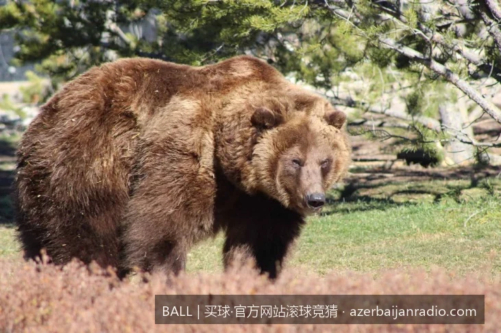 2026美加墨世界杯夺冠热门分析及BALL体育滚球推荐